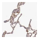 Merck ANTI-SRRD antibody produced in rabbit