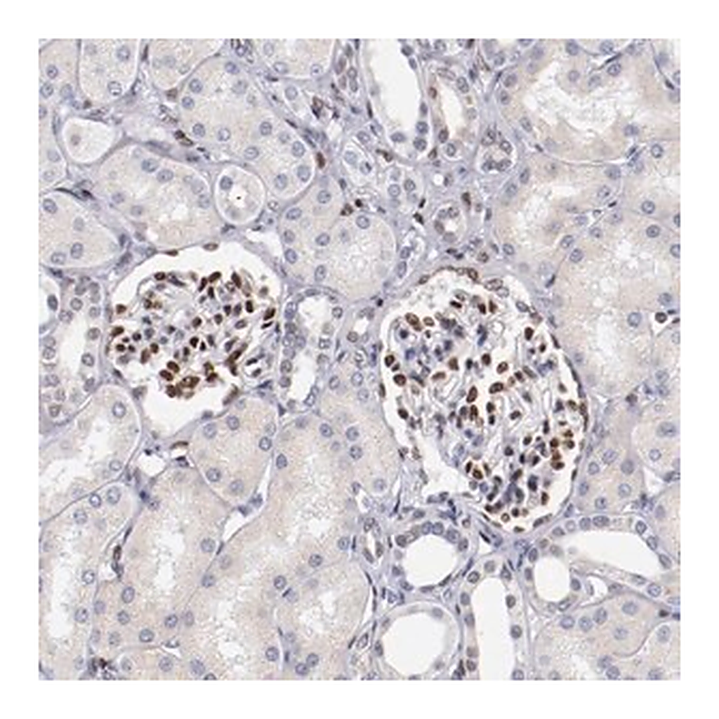 Merck Anti-SRF antibody produced in rabbit