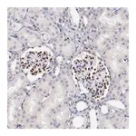 Merck Anti-SRF antibody produced in rabbit