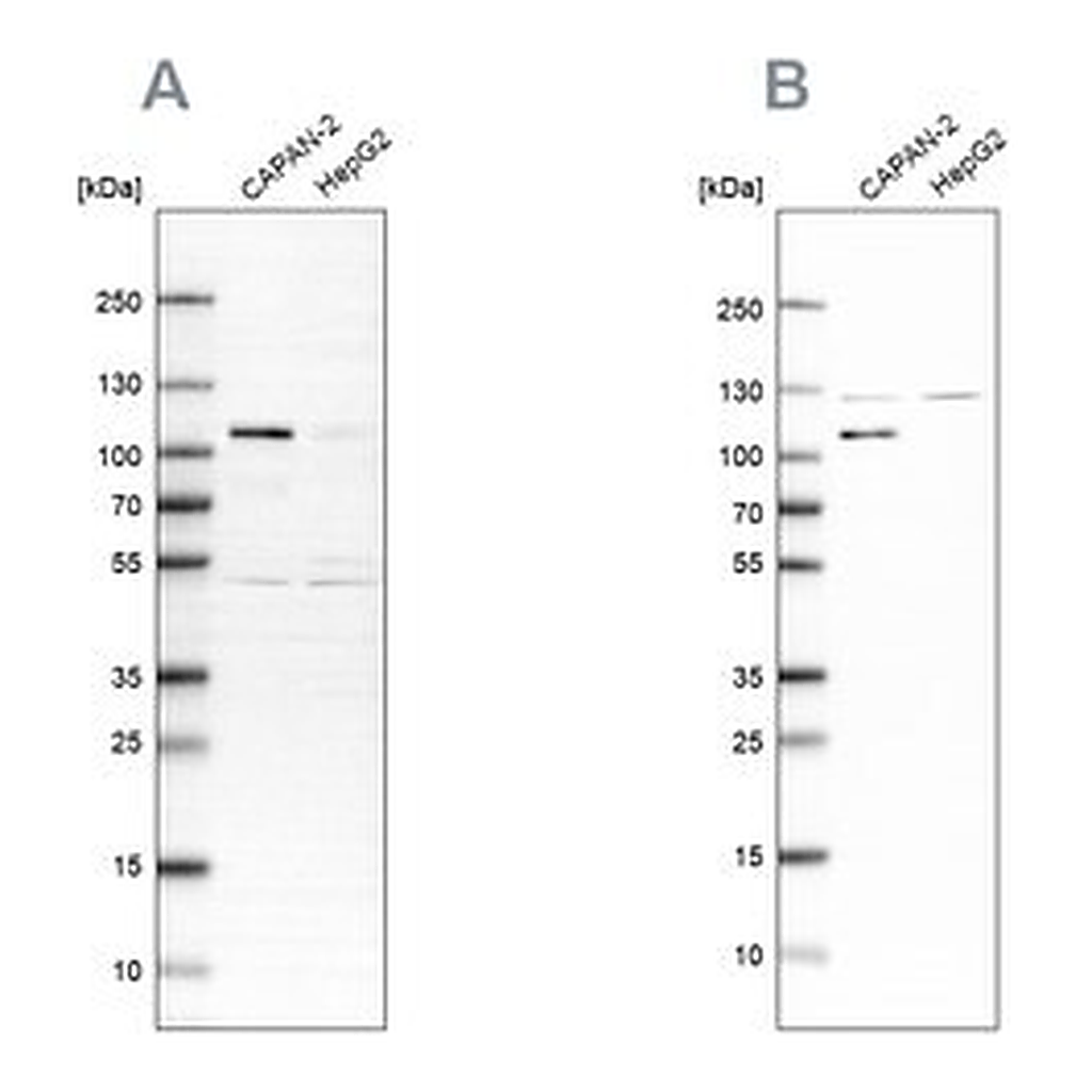 Merck Anti-SP1 antibody produced in rabbit