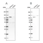 Merck Anti-SP1 antibody produced in rabbit