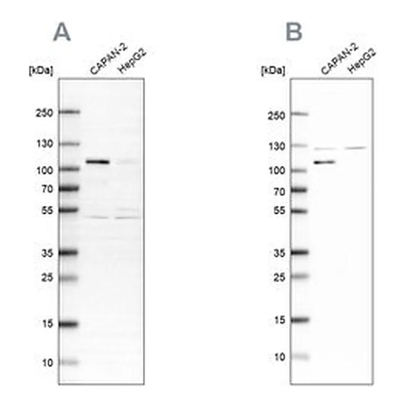 Merck Anti-SP1 antibody produced in rabbit