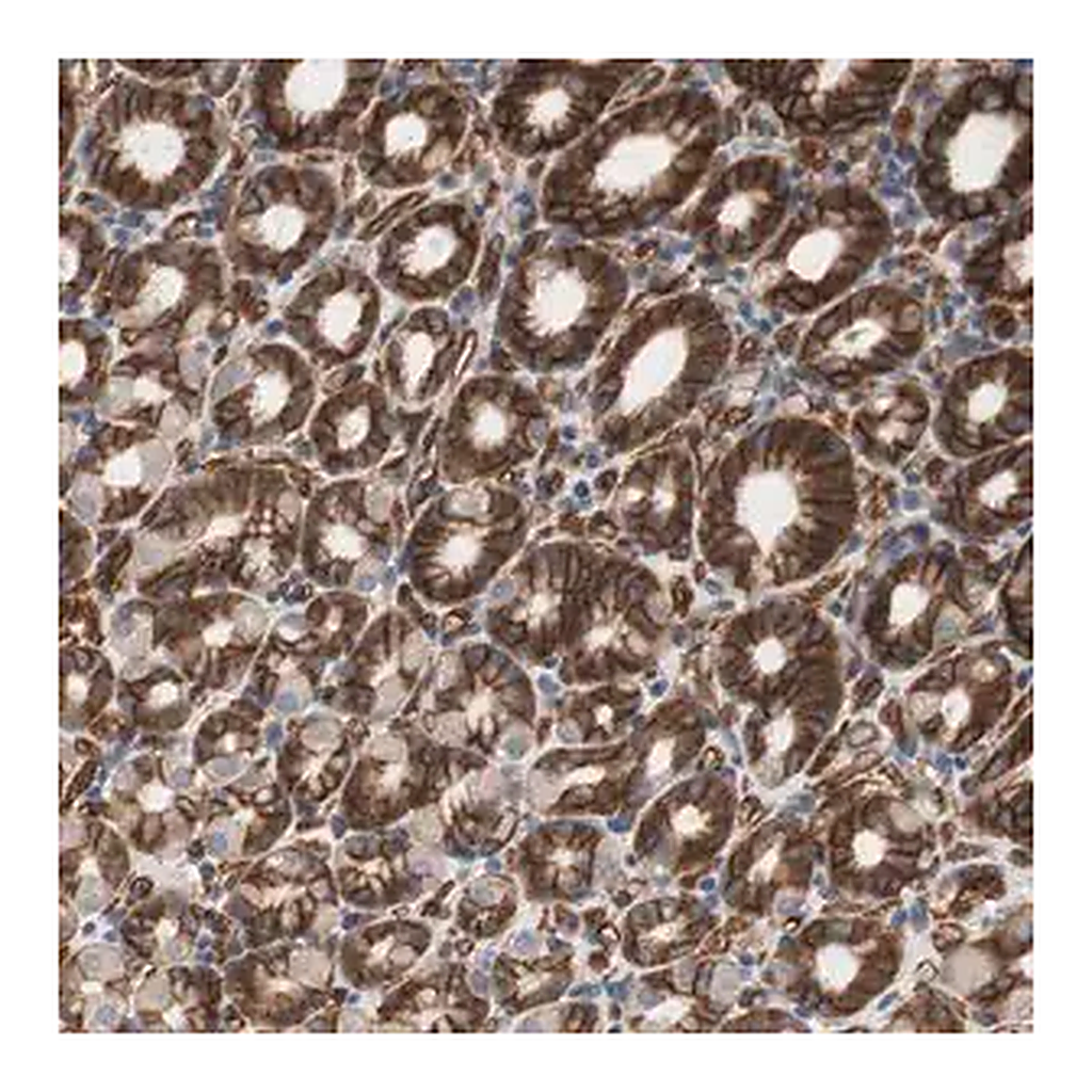 Merck Anti-SPINT1 antibody produced in rabbit