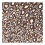 Merck Anti-SPINT1 antibody produced in rabbit
