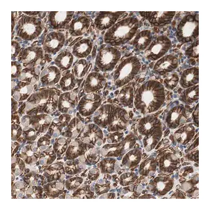 Merck Anti-SPINT1 antibody produced in rabbit