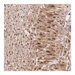 Merck Anti-STX8 antibody produced in rabbit