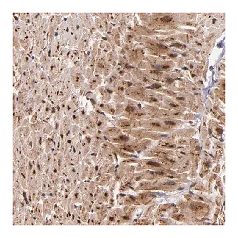 Merck Anti-STX8 antibody produced in rabbit