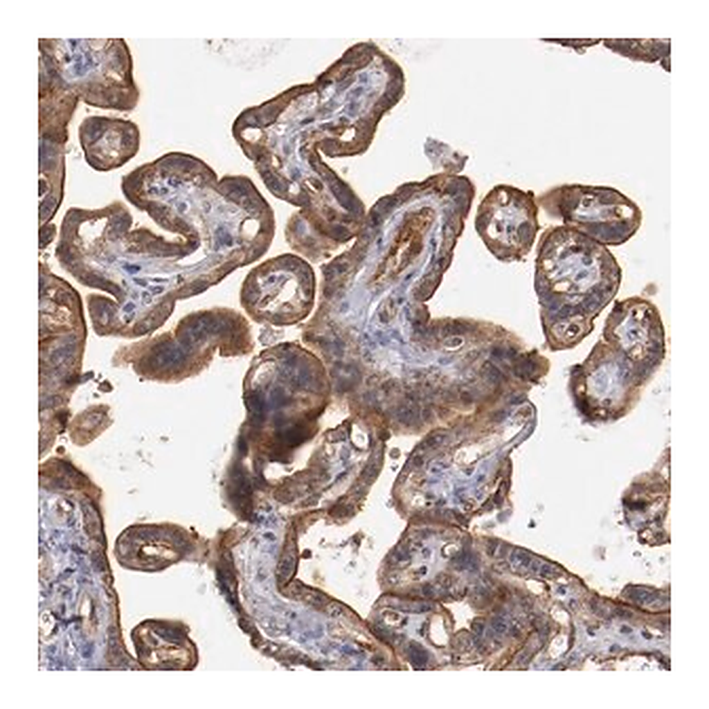 Merck Anti-STX3 antibody produced in rabbit