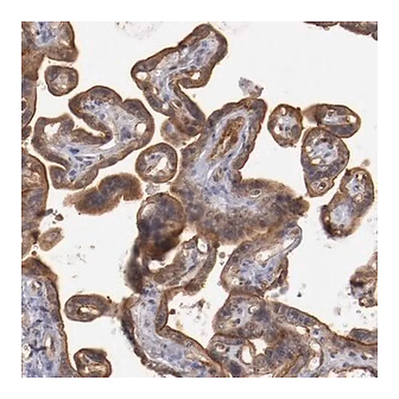 Merck Anti-STX3 antibody produced in rabbit
