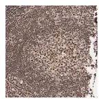 Merck Anti-STAG2 antibody produced in rabbit