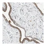 Merck Anti-STON1 antibody produced in rabbit