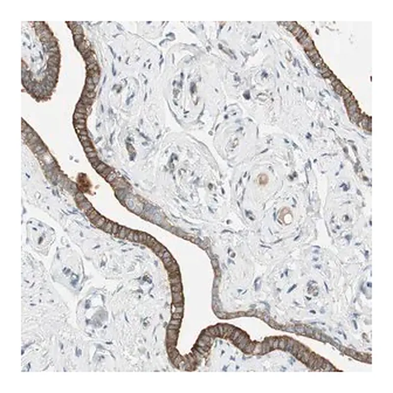 Merck Anti-STON1 antibody produced in rabbit