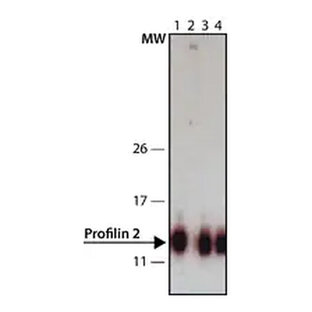 Merck Anti-Profilin 2 (C-terminal) antibody produced in rabbit