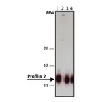 Merck Anti-Profilin 2 (C-terminal) antibody produced in rabbit