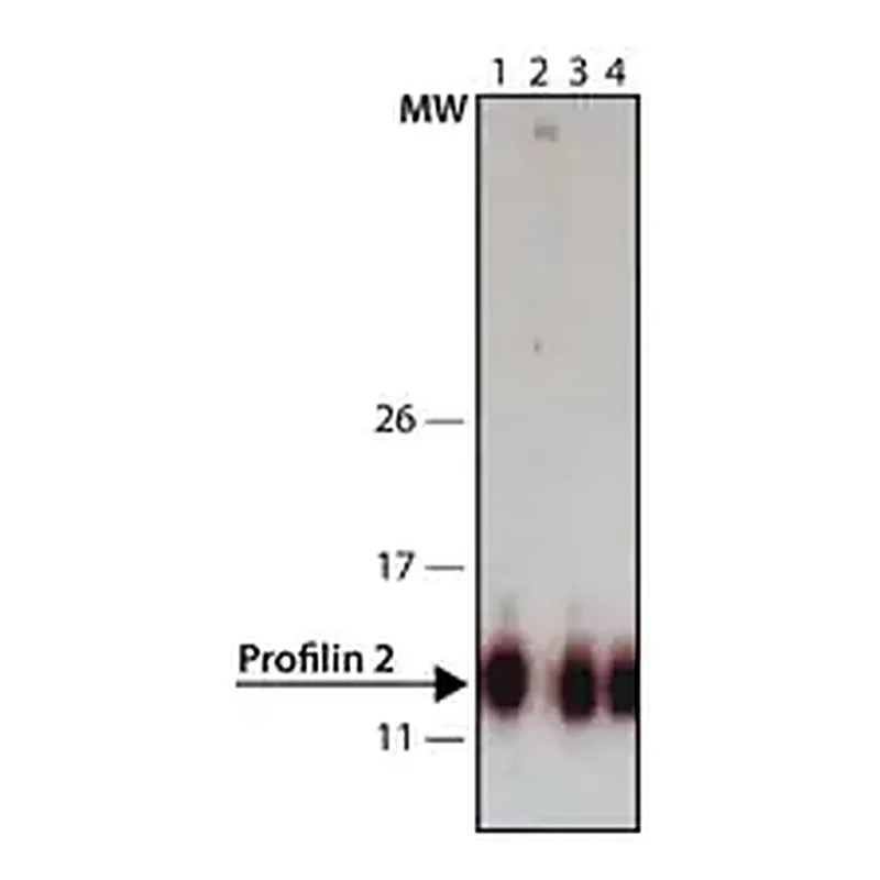 Merck Anti-Profilin 2 (C-terminal) antibody produced in rabbit