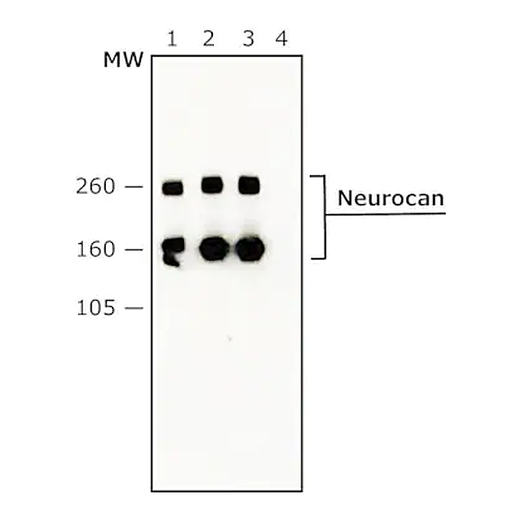 Merck Anti-Neurocan antibody, Mouse monoclonal