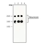 Merck Anti-Neurocan antibody, Mouse monoclonal