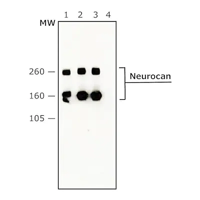Merck Anti-Neurocan antibody, Mouse monoclonal