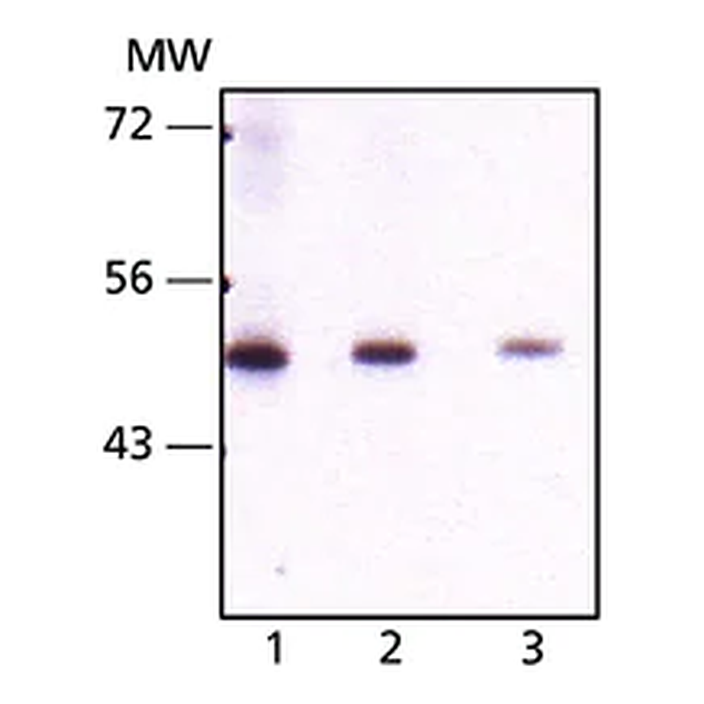 Merck Monoclonal Anti-Seladin-1 antibody produced in mouse