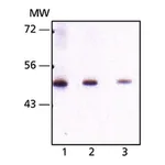 Merck Monoclonal Anti-Seladin-1 antibody produced in mouse