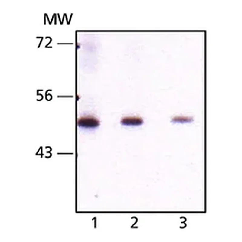 Merck Monoclonal Anti-Seladin-1 antibody produced in mouse