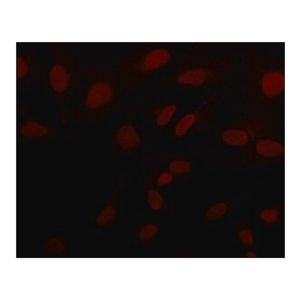 Merck Anti-Sirt6 (N-terminal) antibody produced in rabbit