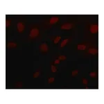 Merck Anti-Sirt6 (N-terminal) antibody produced in rabbit