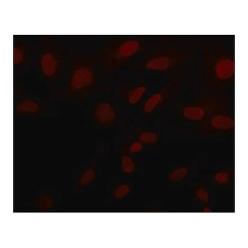 Merck Anti-Sirt6 (N-terminal) antibody produced in rabbit
