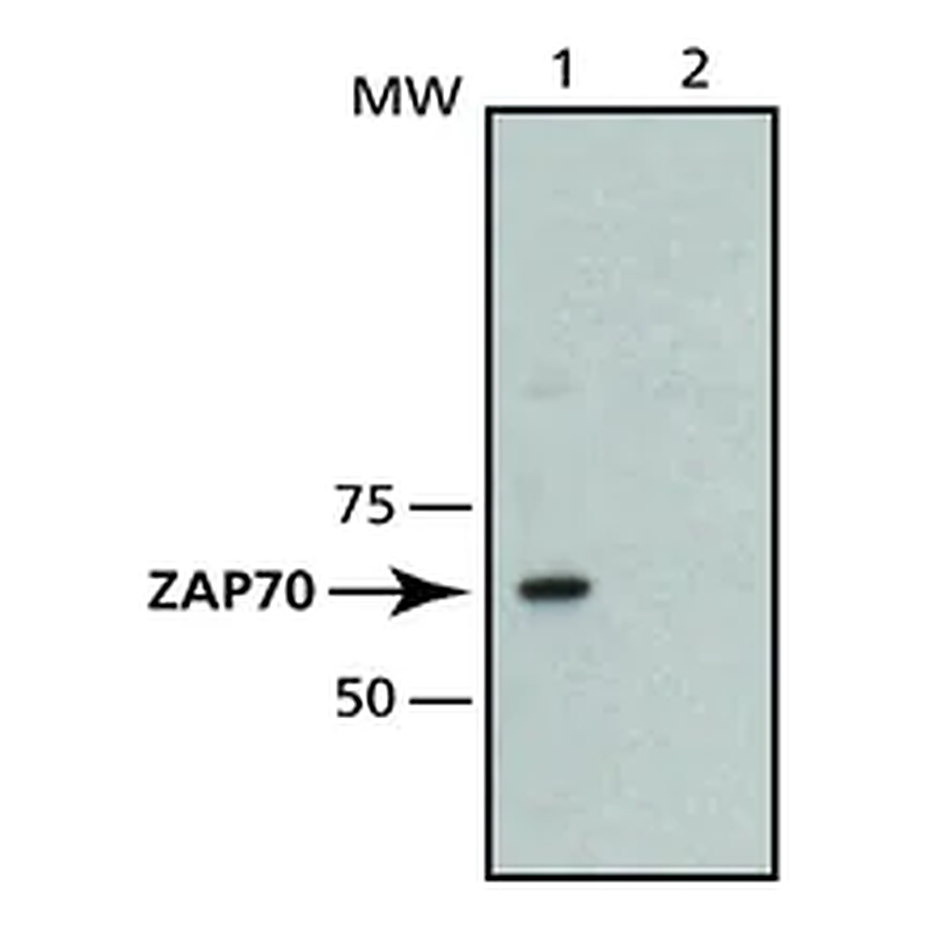 Merck Monoclonal Anti-ZAP-70 antibody produced in mouse