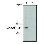 Merck Monoclonal Anti-ZAP-70 antibody produced in mouse