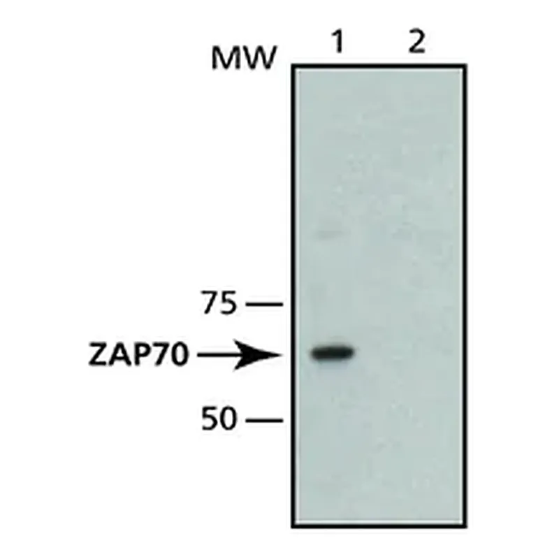 Merck Monoclonal Anti-ZAP-70 antibody produced in mouse