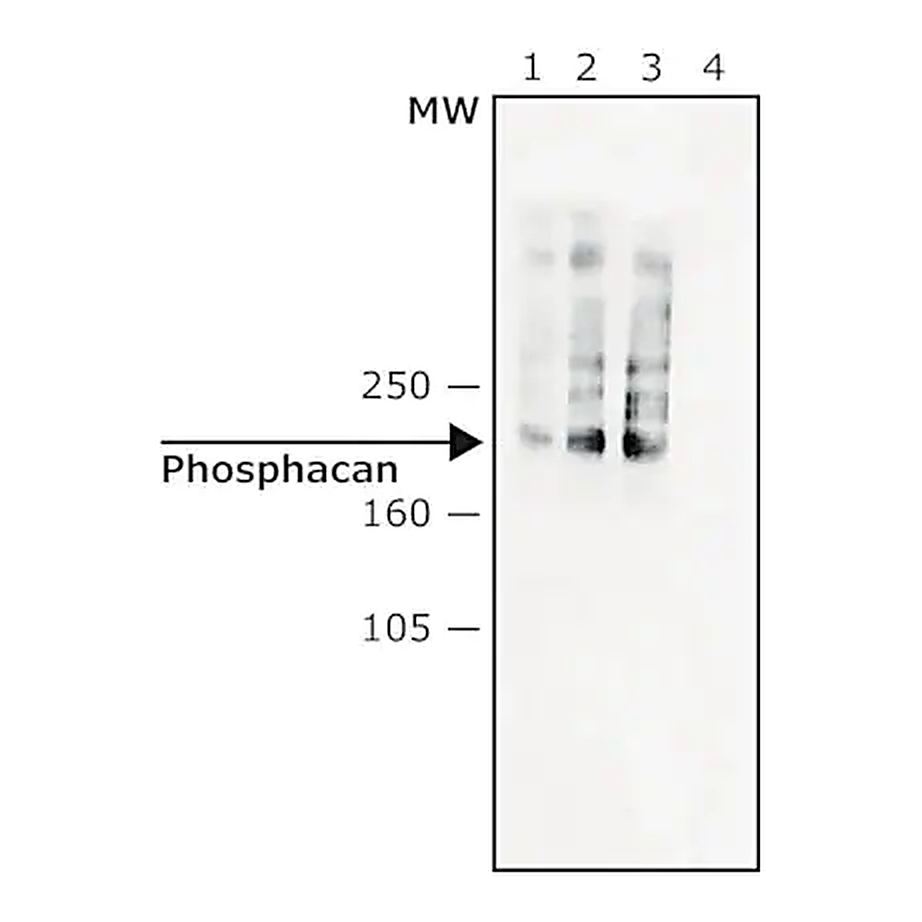 Merck Monoclonal Anti-Phosphacan antibody produced in mouse