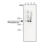 Merck Monoclonal Anti-Phosphacan antibody produced in mouse