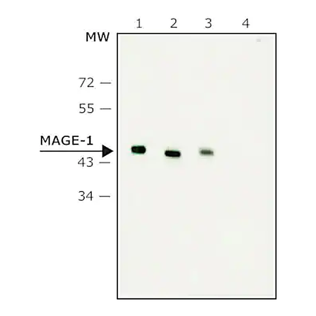 Merck Monoclonal Anti-MAGE-1 antibody produced in mouse