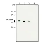 Merck Monoclonal Anti-MAGE-1 antibody produced in mouse