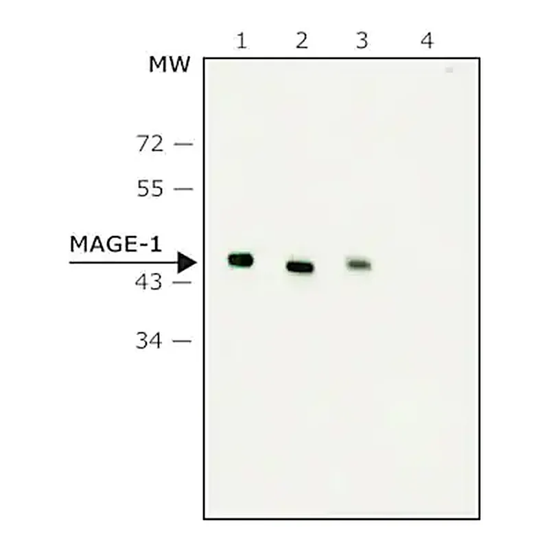 Merck Monoclonal Anti-MAGE-1 antibody produced in mouse