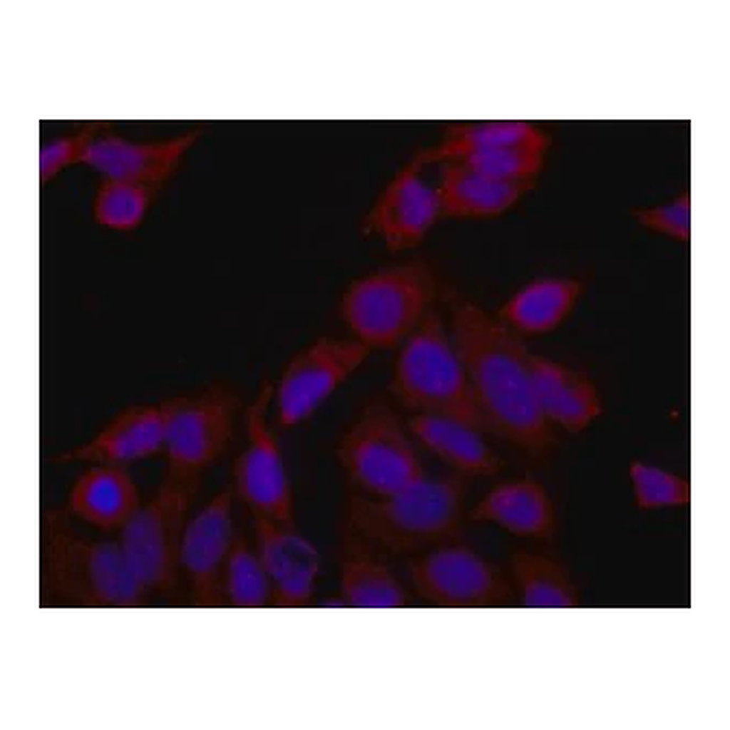 Merck Anti-eRF3a/GSPT1 antibody produced in rabbit