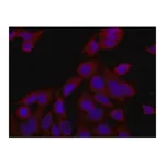 Merck Anti-eRF3a/GSPT1 antibody produced in rabbit
