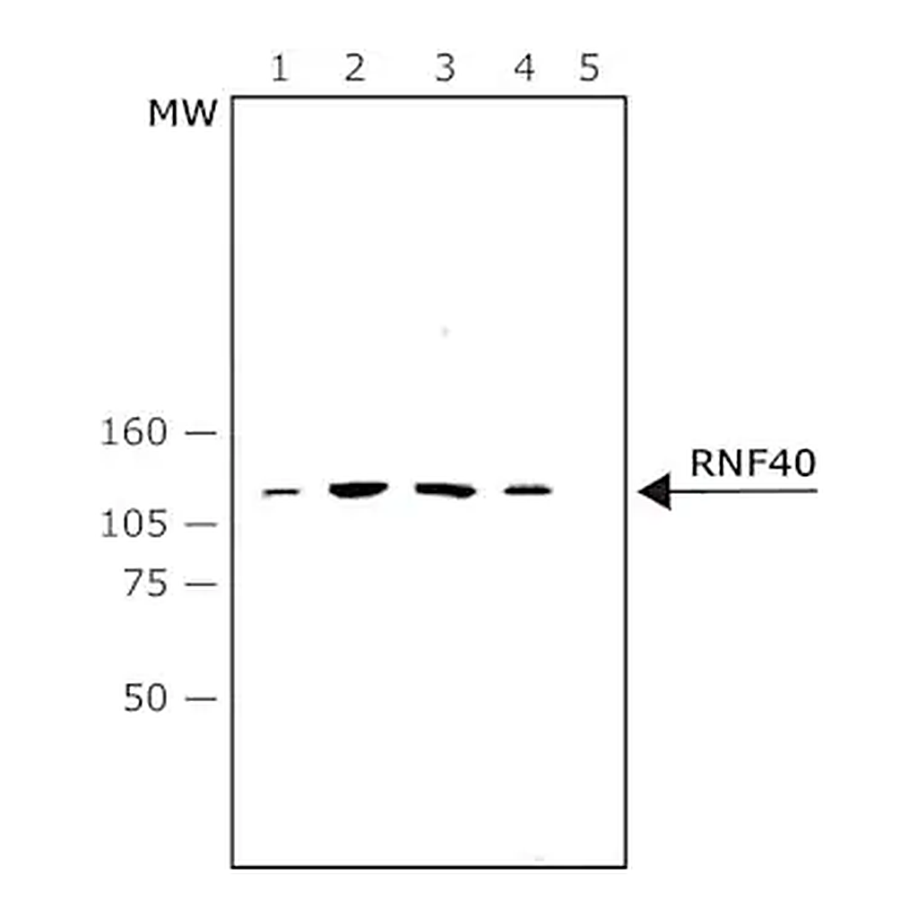 Merck Monoclonal Anti-RNF40 antibody produced in mouse