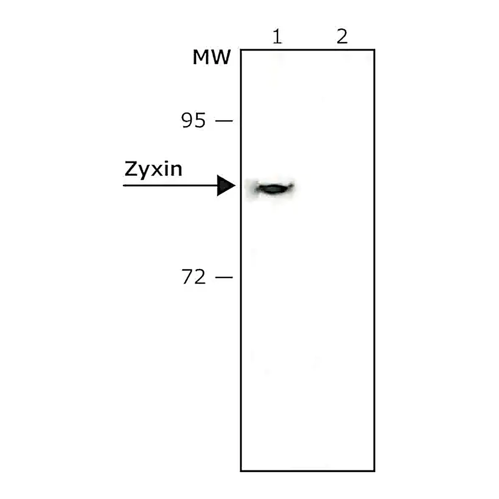 Merck Anti-Zyxin antibody, Mouse monoclonal