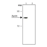 Merck Anti-Zyxin antibody, Mouse monoclonal