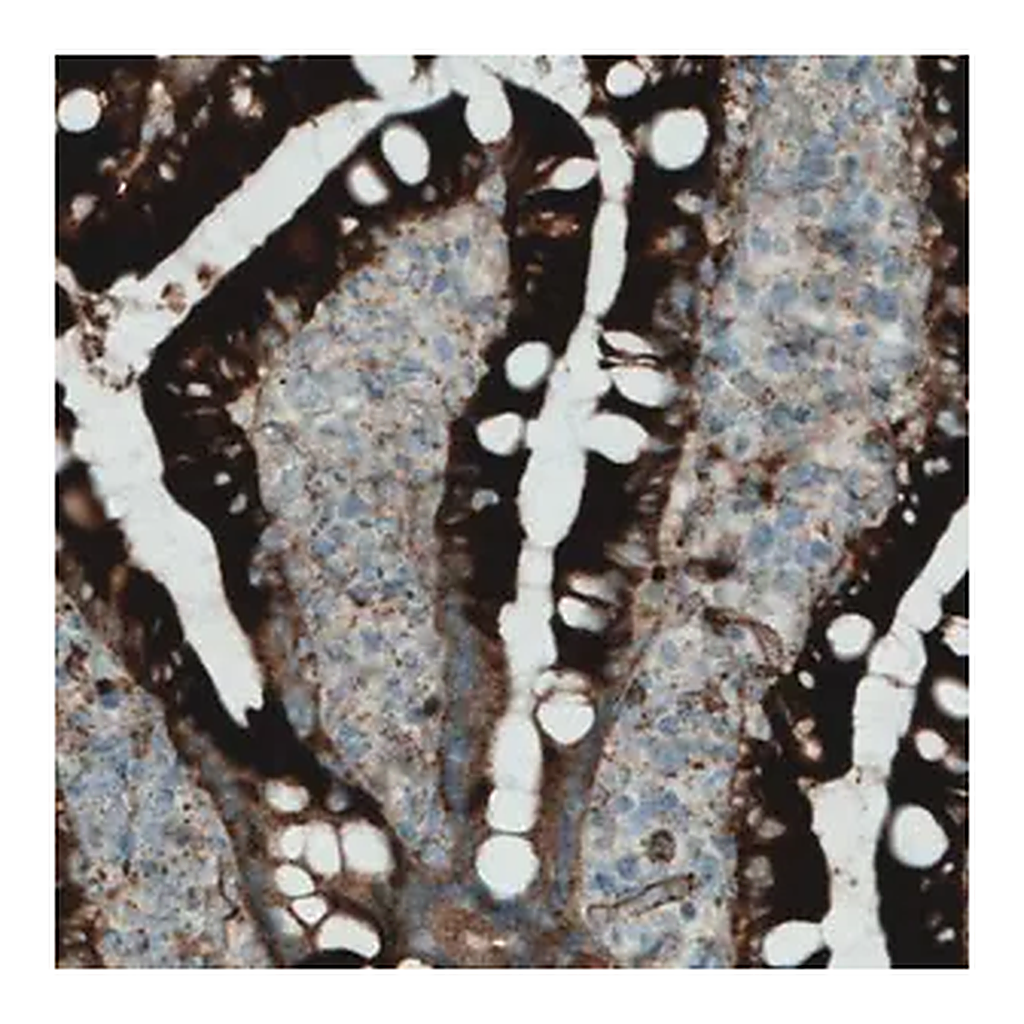 Merck Monoclonal Anti-APOA4 antibody produced in mouse