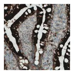 Merck Monoclonal Anti-APOA4 antibody produced in mouse