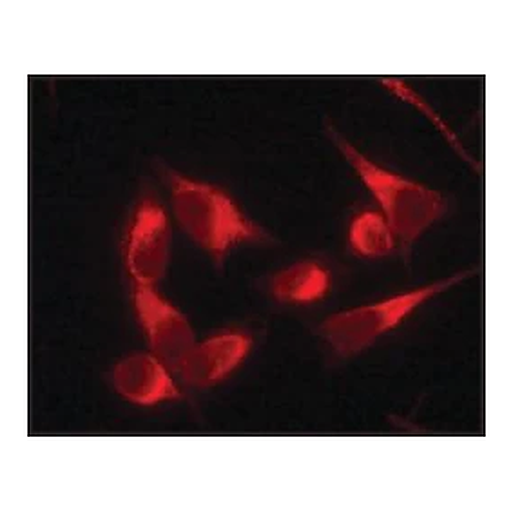 Merck Anti-Protein Disulfide Isomerase (DL-11) antibody produced in rabbit