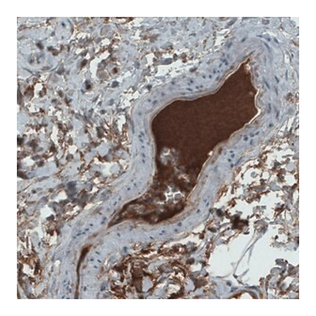 Merck Monoclonal Anti-APOA4 antibody produced in mouse