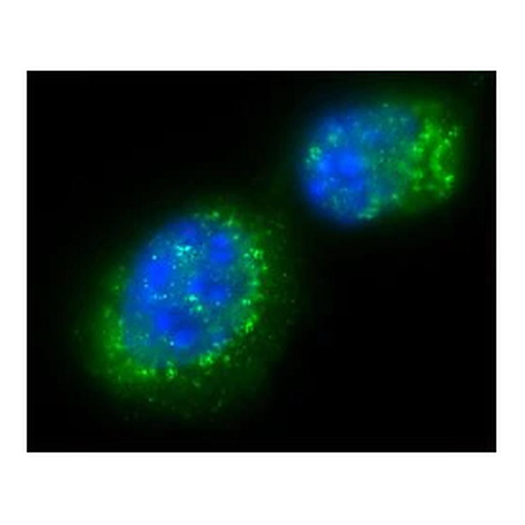 Merck Anti-Sir2 (AS-16) antibody produced in rabbit