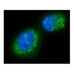 Merck Anti-Sir2 (AS-16) antibody produced in rabbit