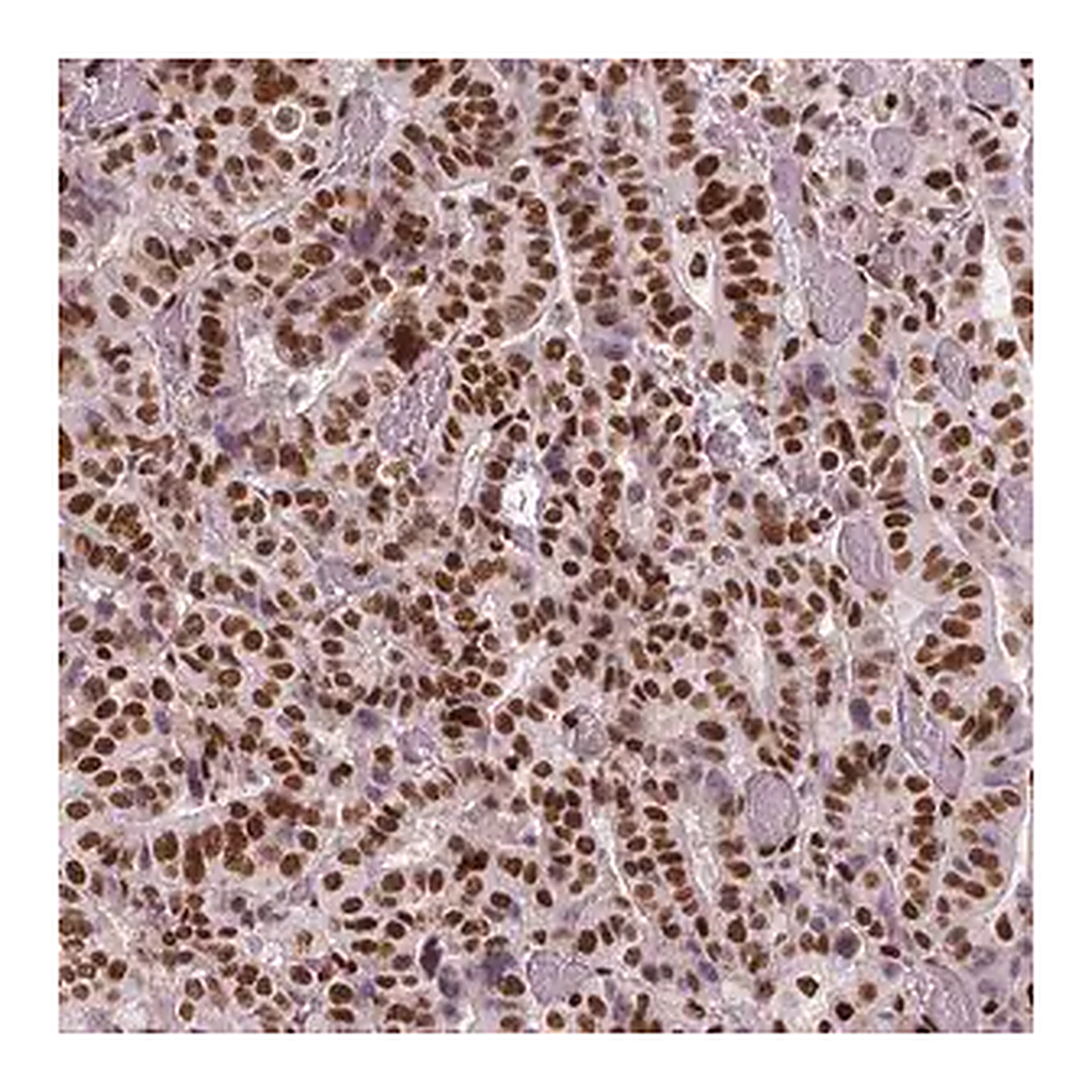 Merck Monoclonal Anti-BRD4 antibody produced in mouse