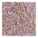Merck Monoclonal Anti-BRD4 antibody produced in mouse