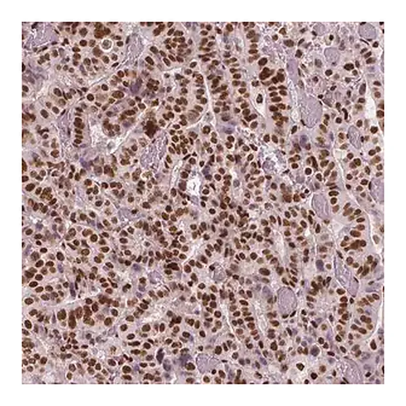 Merck Monoclonal Anti-BRD4 antibody produced in mouse